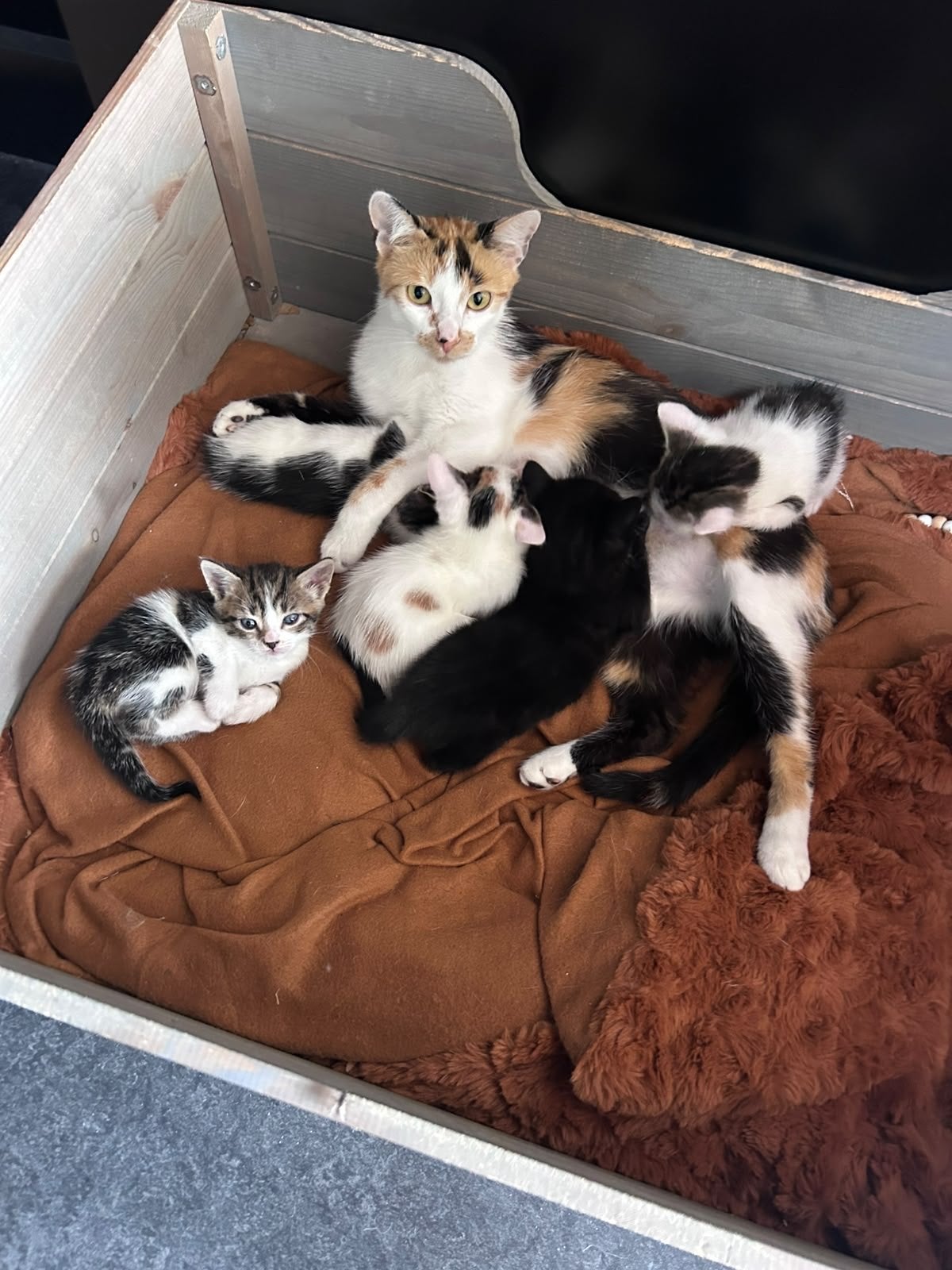 Kittens - nog 3 over, Dieren en Toebehoren, Katten en Kittens | Overige Katten, Meerdere dieren, Kortharig, 0 tot 2 jaar