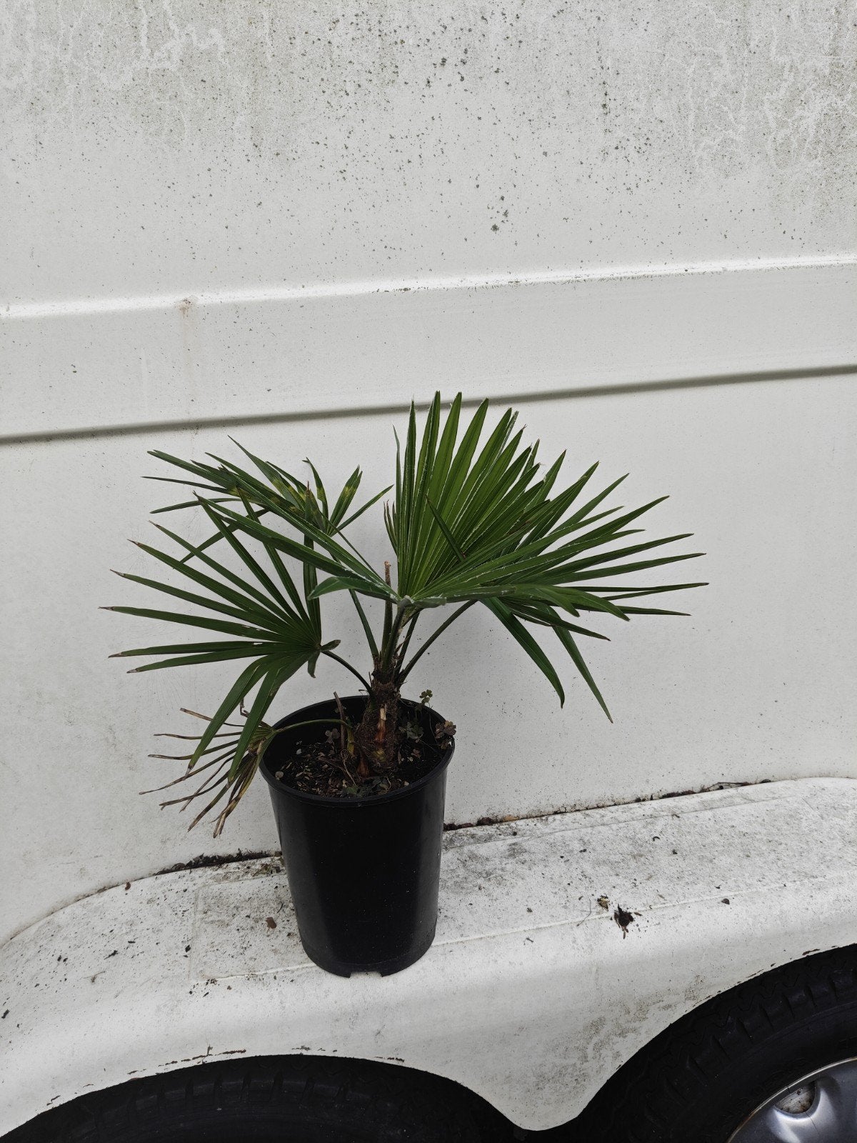 trachycarpus wagnerianus x princeps, Tuin en Terras, Ophalen of Verzenden, Minder dan 100 cm, Zomer, Palmboom