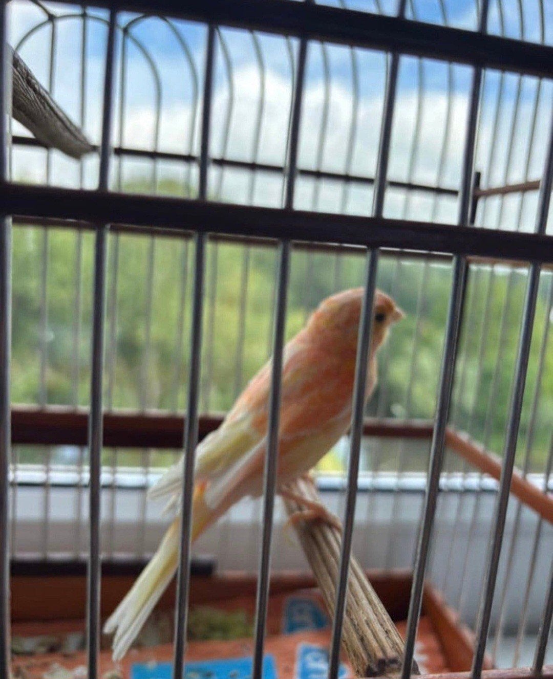 kanarie man, Dieren en Toebehoren, Vogels | Kanaries, Mannelijk, Kleurkanarie