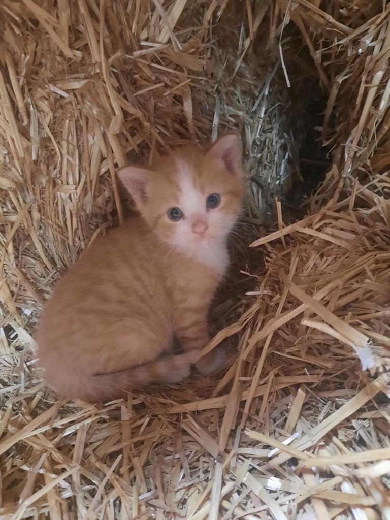 Kittens. Zoeken nieuw huisje., Dieren en Toebehoren, Katten en Kittens | Overige Katten, Meerdere dieren