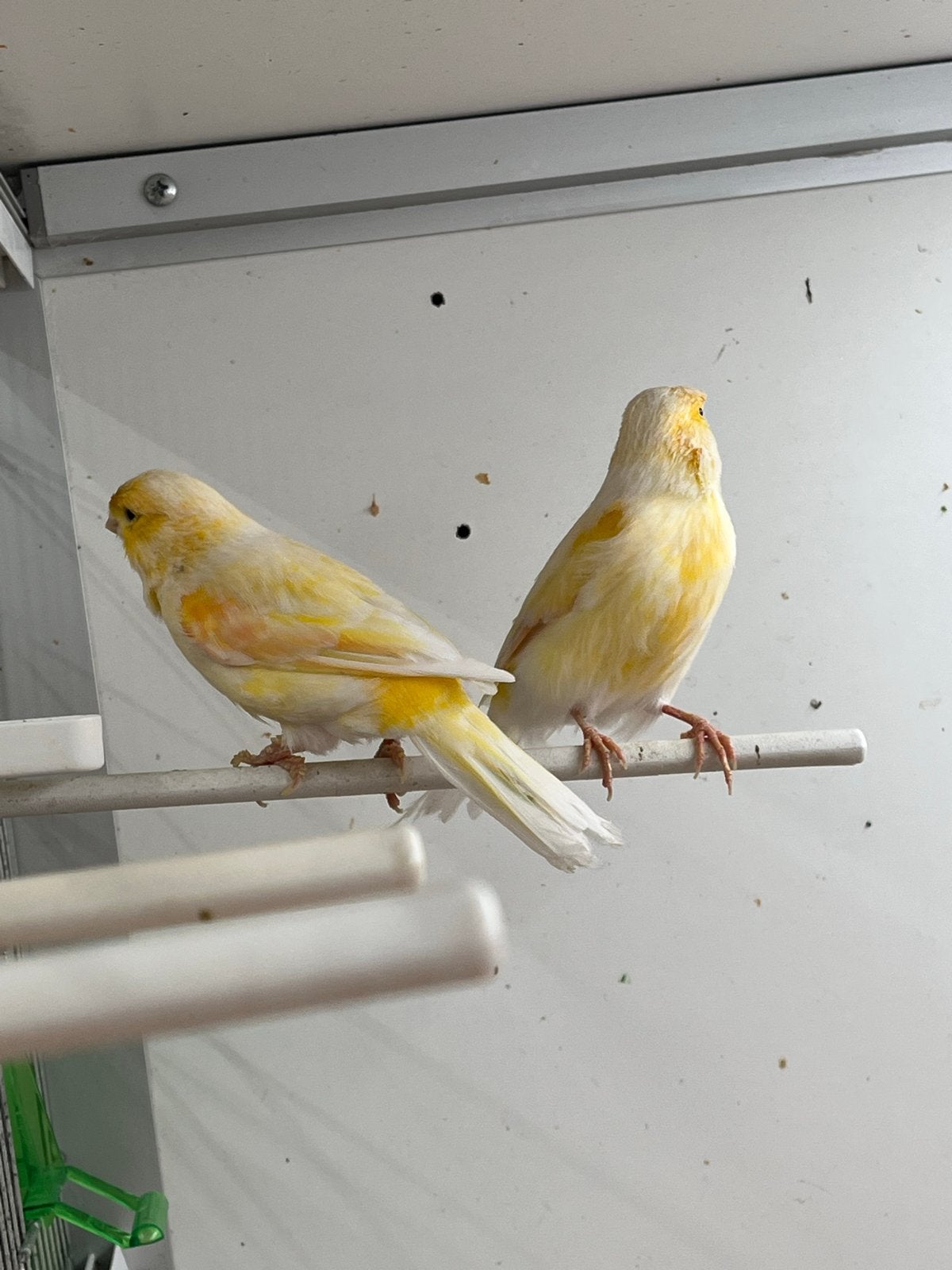 Geel mozaïek mannen, Dieren en Toebehoren, Vogels | Kanaries, Mannelijk, Kleurkanarie