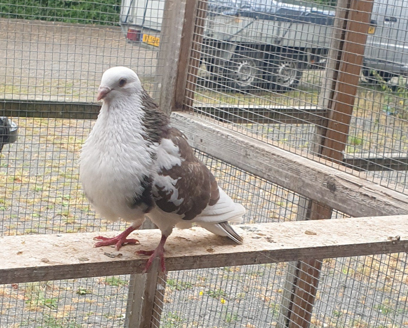 Kroppers, Dieren en Toebehoren, Mannelijk
