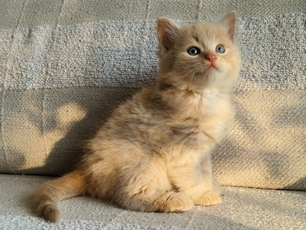 Lieve kittens in prachtige kleuren, Dieren en Toebehoren, Meerdere dieren, Kortharig, 0 tot 2 jaar