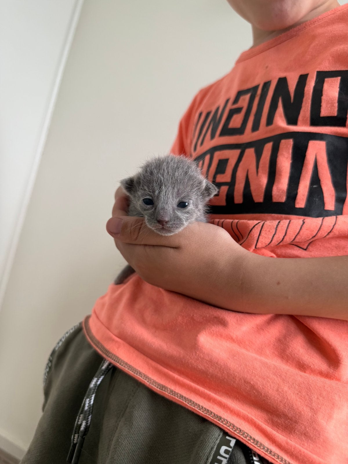 Blauwe rus kittens te koop met stamboom, Dieren en Toebehoren, Meerdere dieren