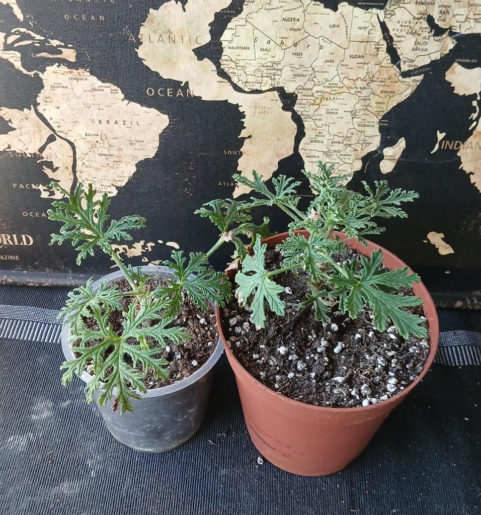 Citroen Geraniums, Huis en Inrichting, Kamerplanten, Overige soorten, Ophalen of Verzenden, In pot, Minder dan 100 cm