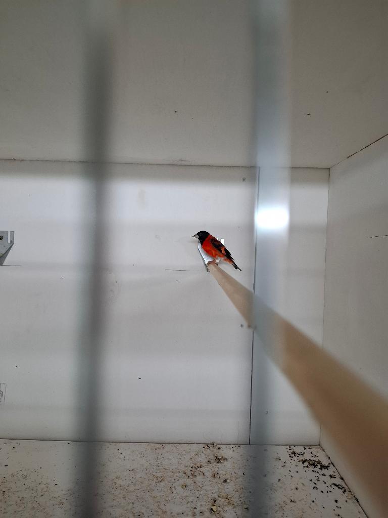 Kapoetsensijs koppel, Dieren en Toebehoren, Meerdere dieren, Tropenvogel, Geringd