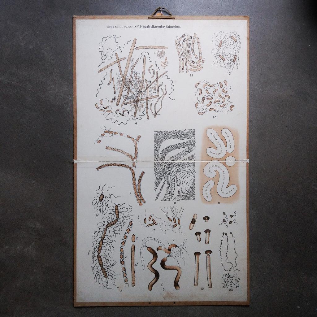 Oude schoolplaat Bacteriën, Antiek en Kunst, Antiek | Schoolplaten, Natuur en Biologie, Ophalen of Verzenden