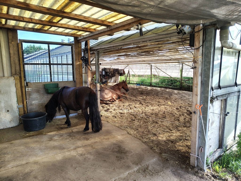24/7 weidegang met schuilmogelijkheid in Katwijk (ZH), Weidegang, 1 paard of pony