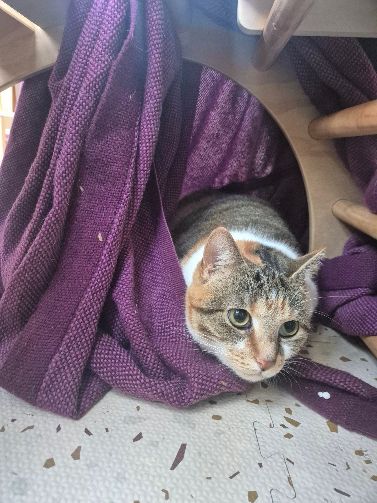 Liefdevol thuis gezocht voor Zazu & Zira samen herplaaten, Poes, 3 tot 5 jaar