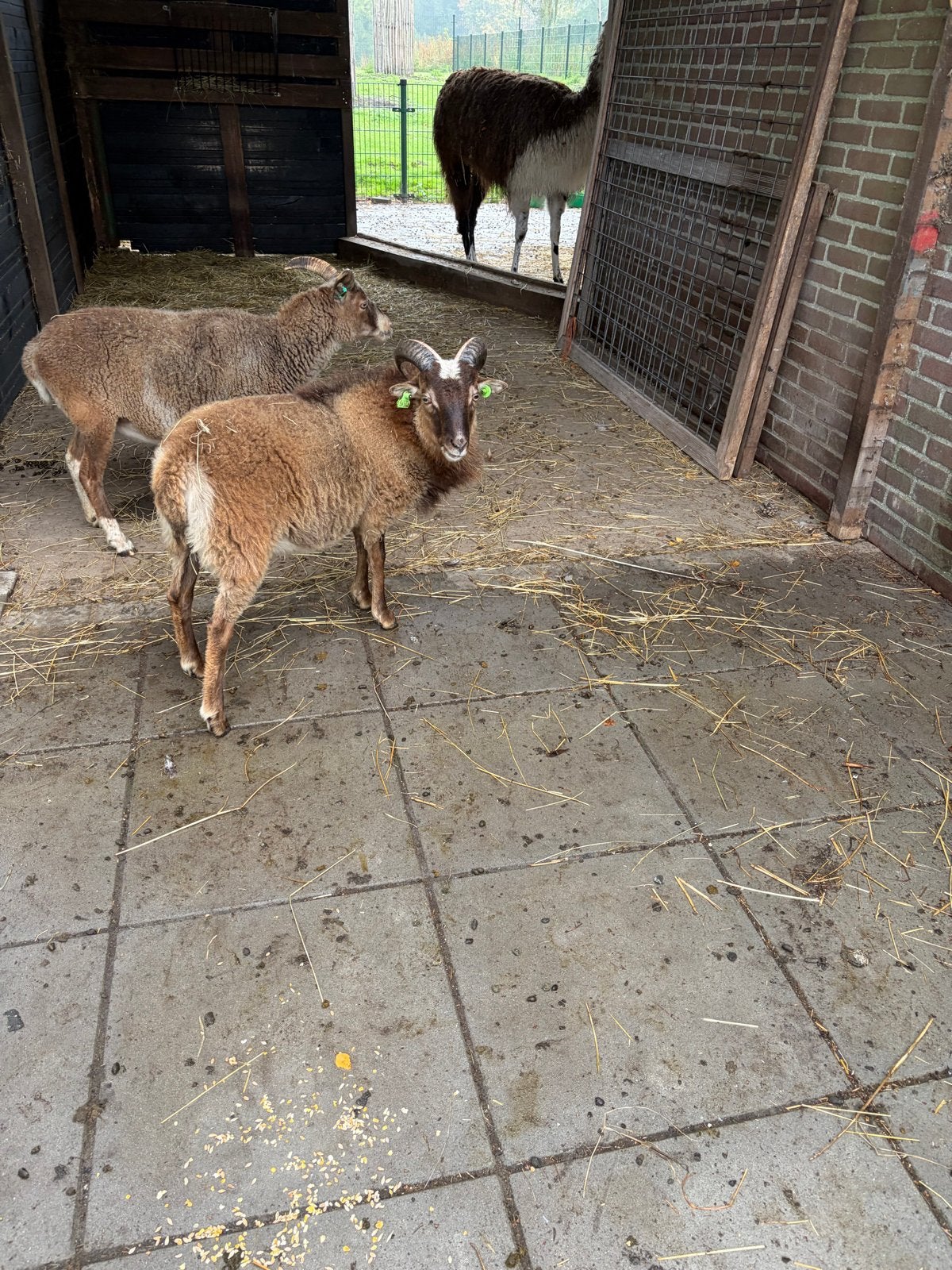Gratis af te halen Soay bokje van dit jaar, Dieren en Toebehoren