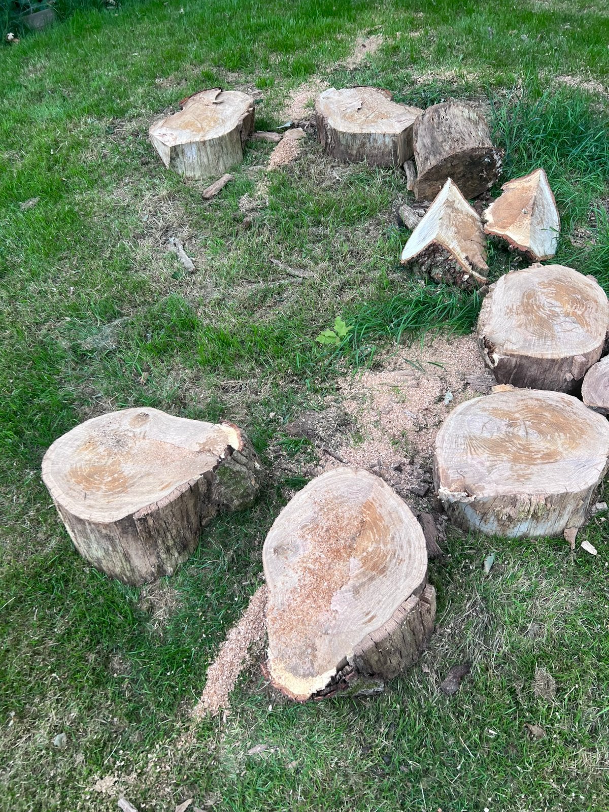 Mooi eiken haardhout, prachtige dikke stammenhout, Minder dan 3 m³, Ophalen, Eikenhout, Blokken