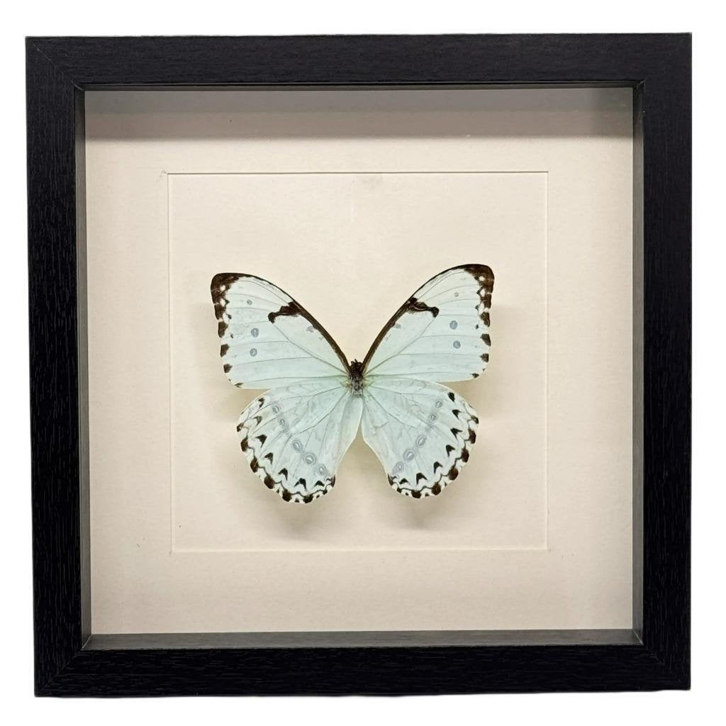 Morpho catenarius vlinder passe partout 25x25 cm, Verzamelen, Dierenverzamelingen, Ophalen of Verzenden, Nieuw, Insect, Opgezet dier