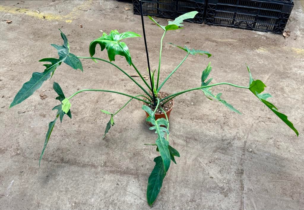Philodendron Golden Dragon Narrow - p12, Huis en Inrichting, Kamerplanten, Overige soorten, In pot, Minder dan 100 cm, Groene kamerplant