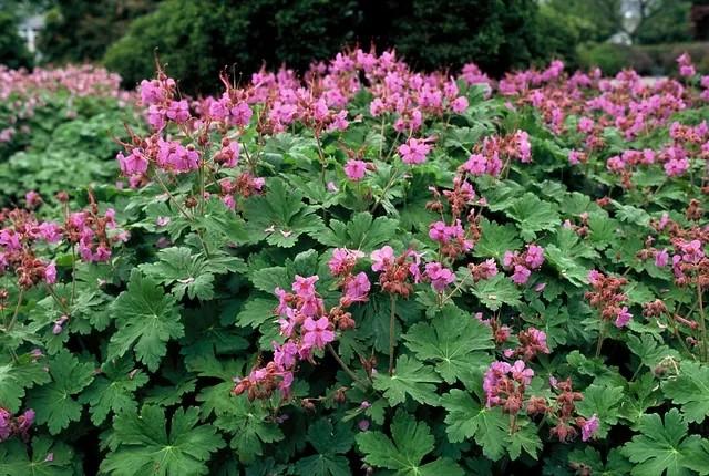 Geranium macrorrhizum roze in P11 pot., Volle zon, Vaste plant, Zomer, Ophalen