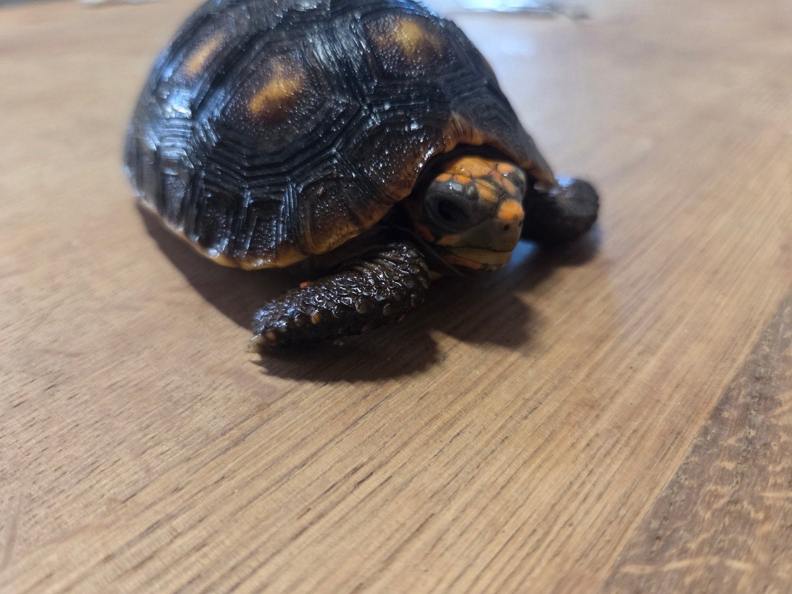 kolenbrander landschildpad Tortoise photo 3