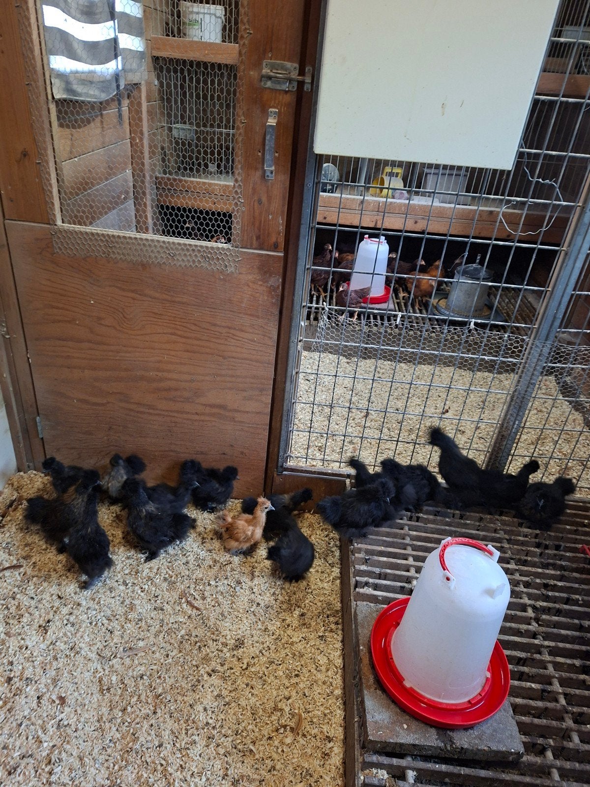 Zijdehoender kriel, €12,50 per stuk, Dieren en Toebehoren, Pluimvee, Geslacht onbekend, Kip