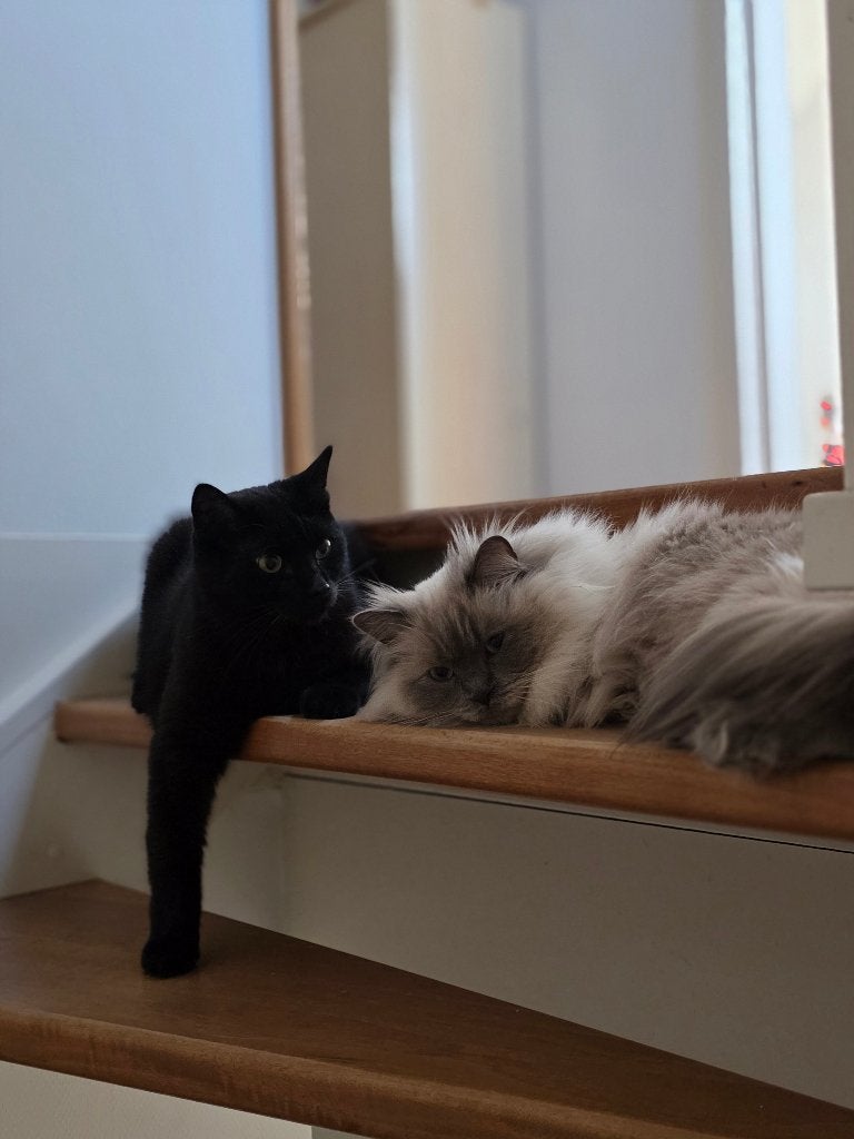 Ragdoll & vriendje zoeken goed huisje, Meerdere dieren, Met stamboom, 3 tot 5 jaar