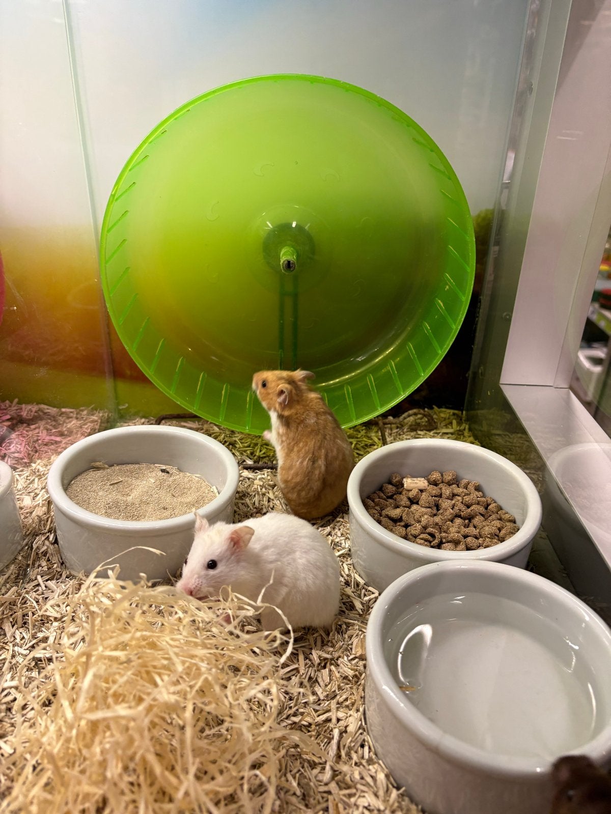 Jonge goudhamster vrouw, Dieren en Toebehoren, Knaagdieren, Mei, Vrouwelijk, Hamster