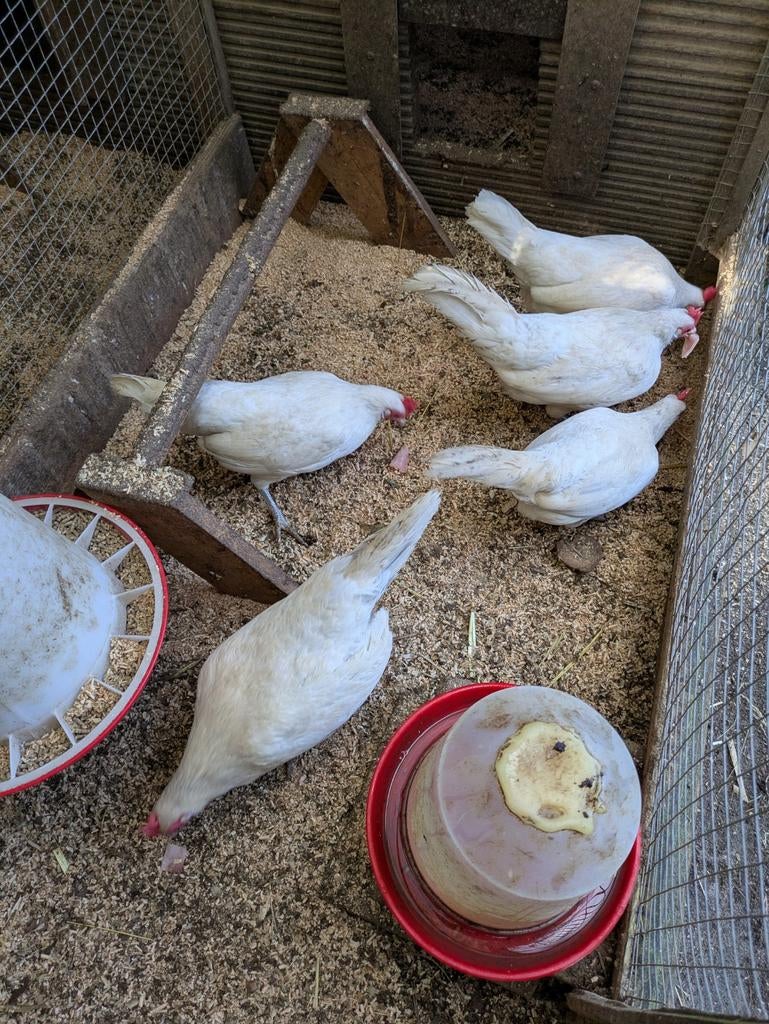 Krielkippen, Dieren en Toebehoren, Pluimvee, Vrouwelijk, Kip
