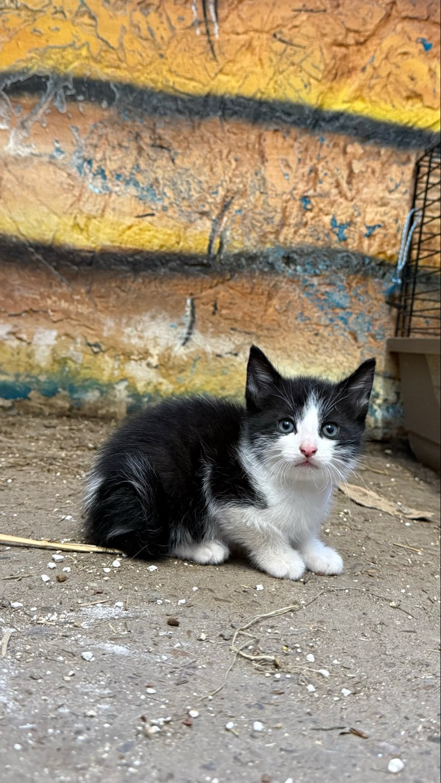 Boerderij kittens mogen vanaf 19 juni weg., Meerdere dieren