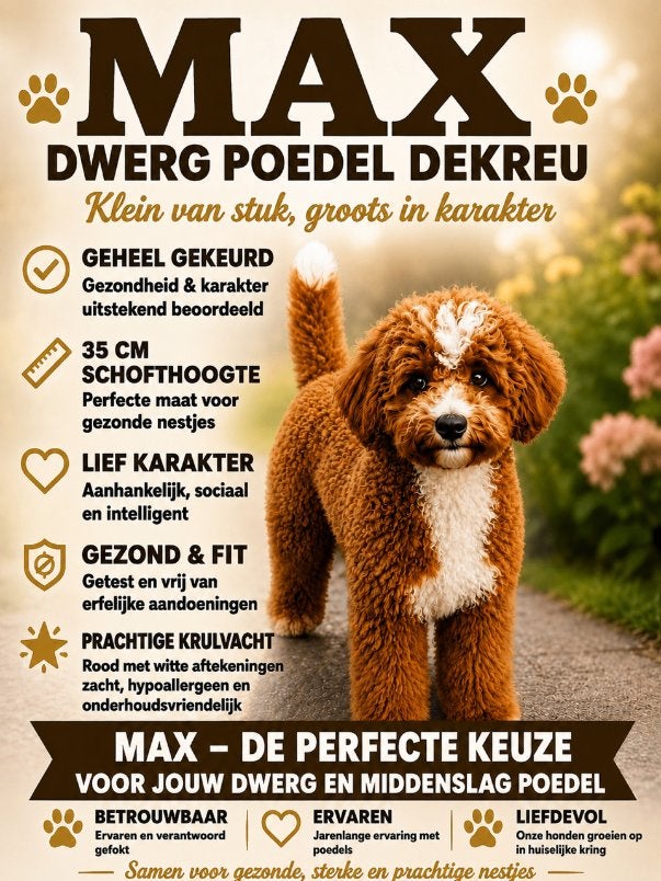 DWERG POEDEL DEKREU HELEMAAL GEKEURD, Fokker | Hobbymatig, Reu, 1 tot 2 jaar, Buitenland