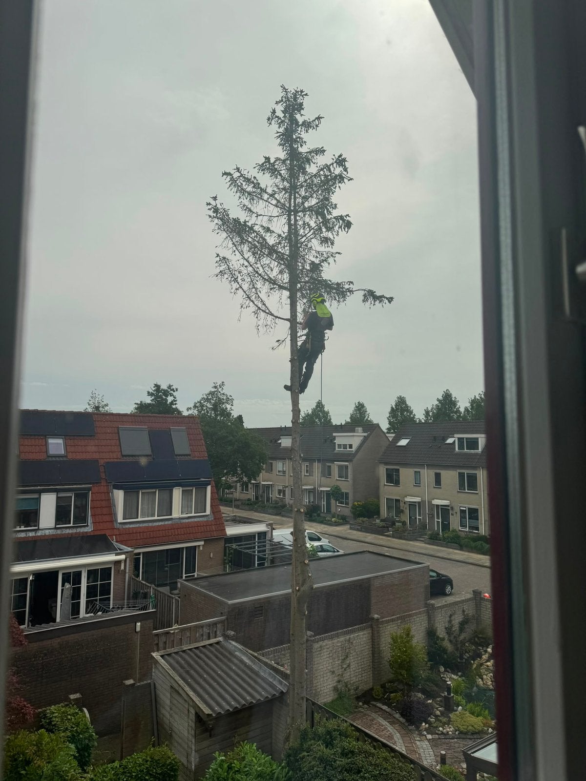 Bomen kappen, Herfst, Overige soorten, Ophalen, Volle zon