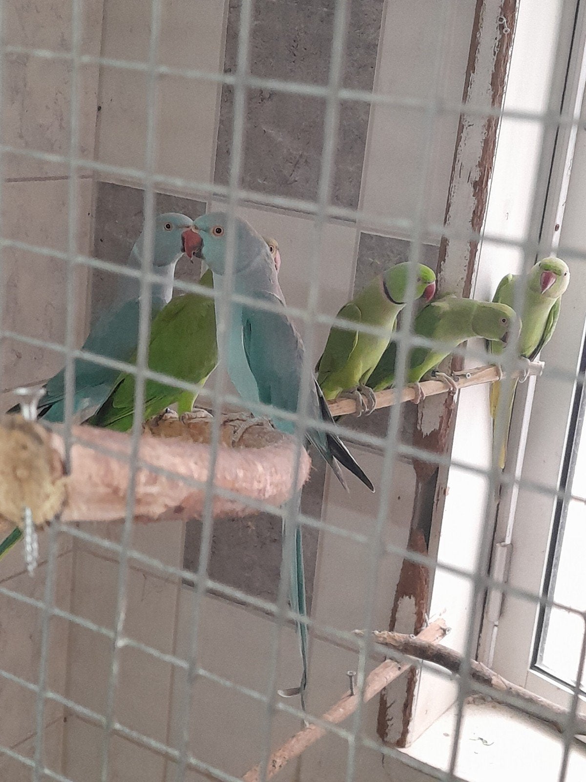 vogels, Meerdere dieren, Parkiet