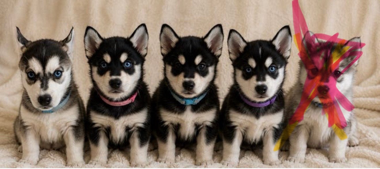 🐾 F1 Pomsky Pups (11 weken) Mogen weg!, Overige rassen, Meerdere, Meerdere dieren, Nederland