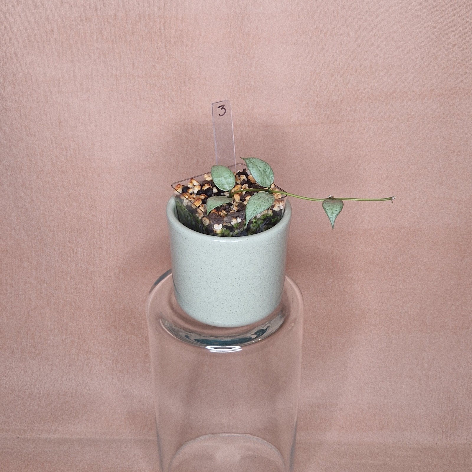 Hoya Lacunosa White Pearl 3, Verzenden, Overige soorten, Halfschaduw, Minder dan 100 cm