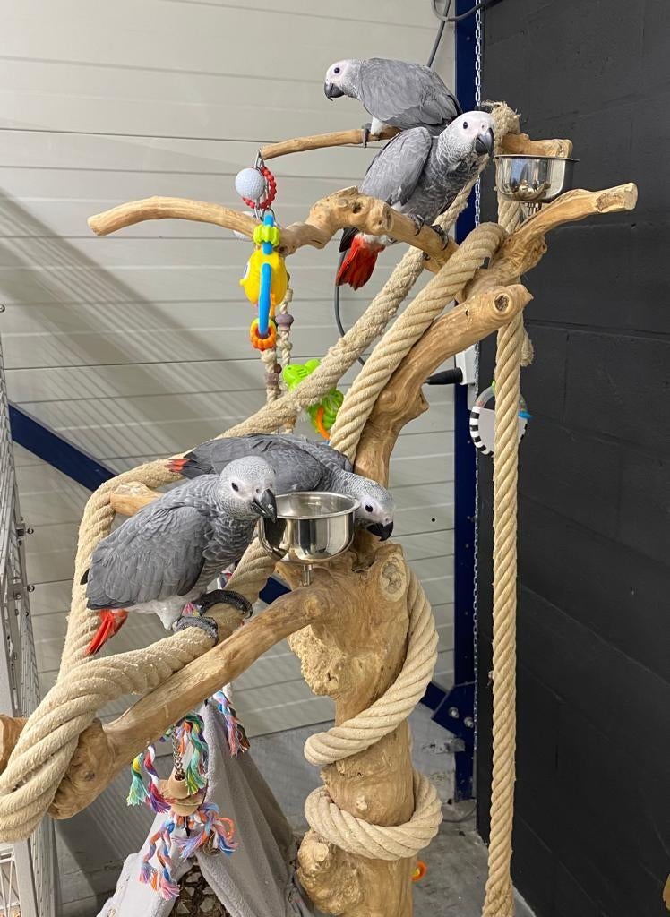 Tamme baby grijze roodstaart papegaaien met DNA en getest op, Dieren en Toebehoren, Vogels | Parkieten en Papegaaien, Meerdere dieren