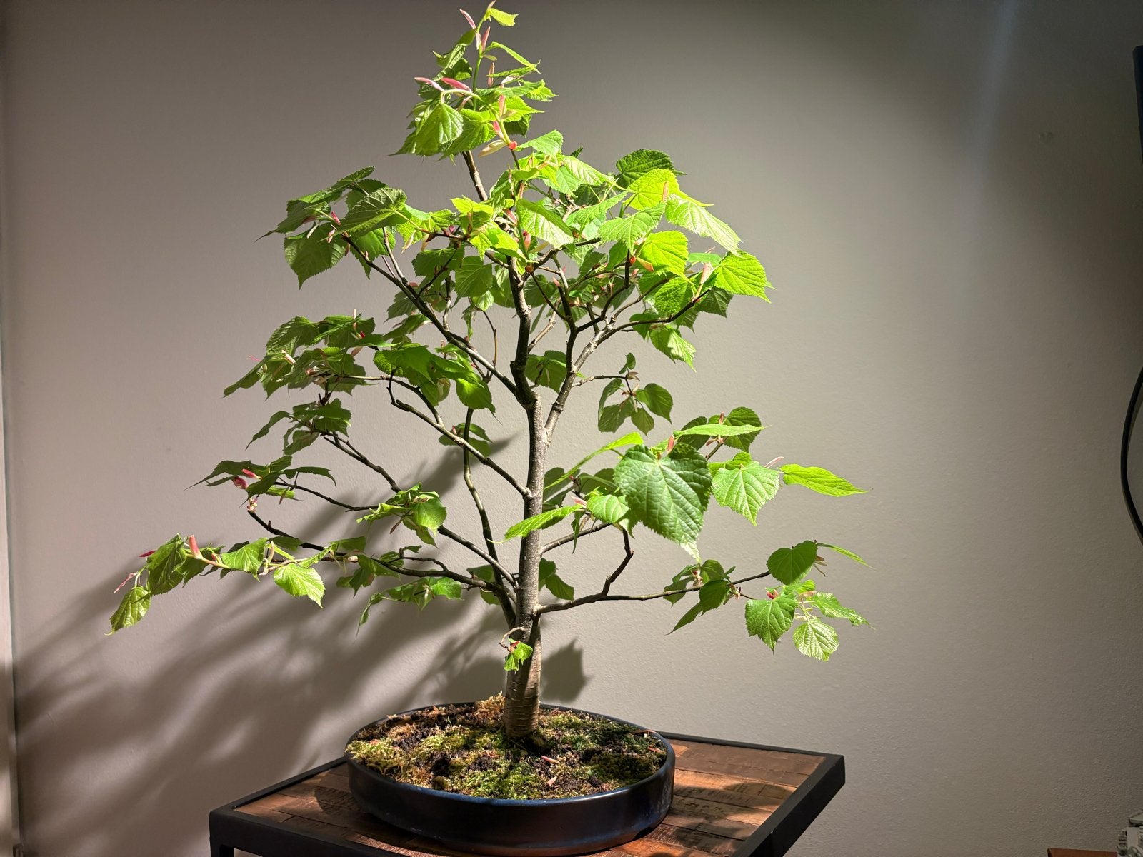 Winterlinde Tilia Cordata Bonsai, Tuin en Terras, Planten | Tuinplanten, Volle zon, Vaste plant, Zomer, Ophalen
