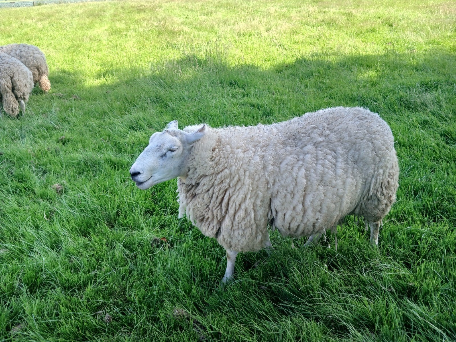 2 jarige swifter  dekram, Mannelijk, Schaap
