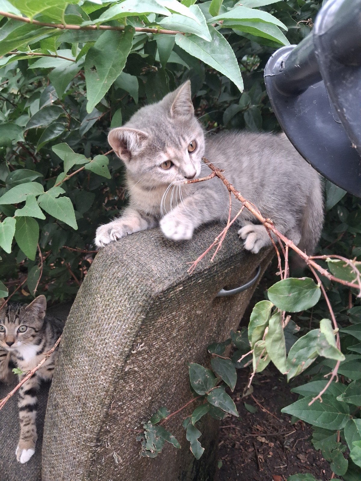 lieve kitten 14weken oud.moeder Bengaal vader ragdoll.