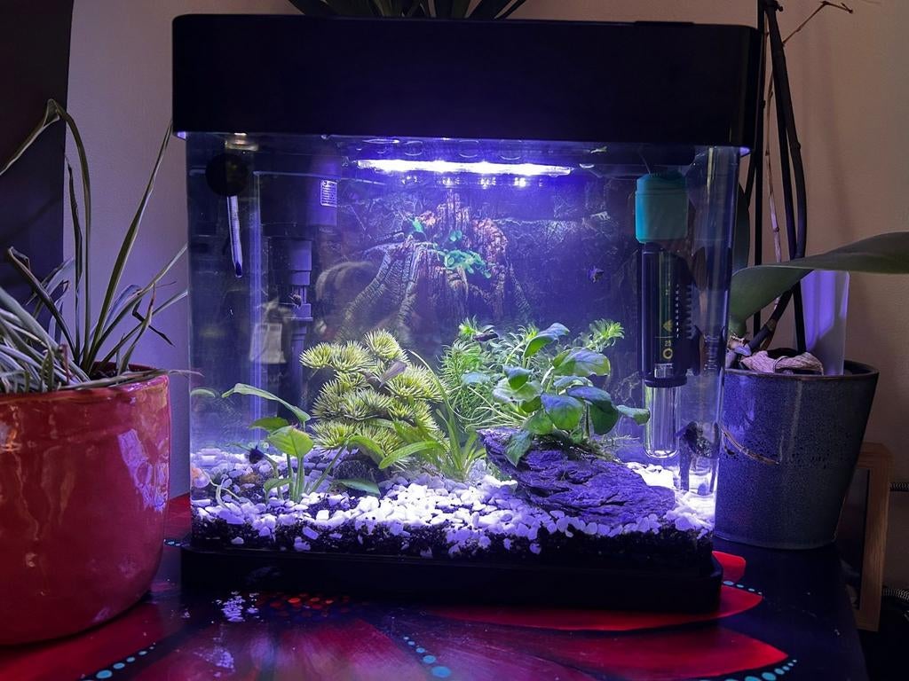 Superfish panorama 20 led, Ophalen, Nieuw, Gevuld zoetwateraquarium, Superfish