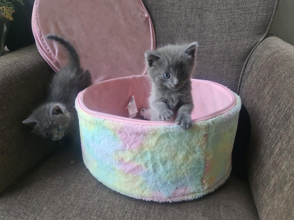 Nestje kittens Hilversum, Dieren en Toebehoren