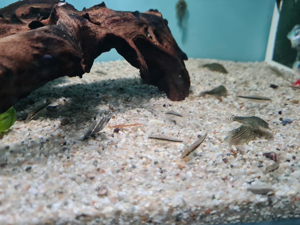 Siamese Algeneter, Crossocheilus oblongus, Vis, Zoetwatervis