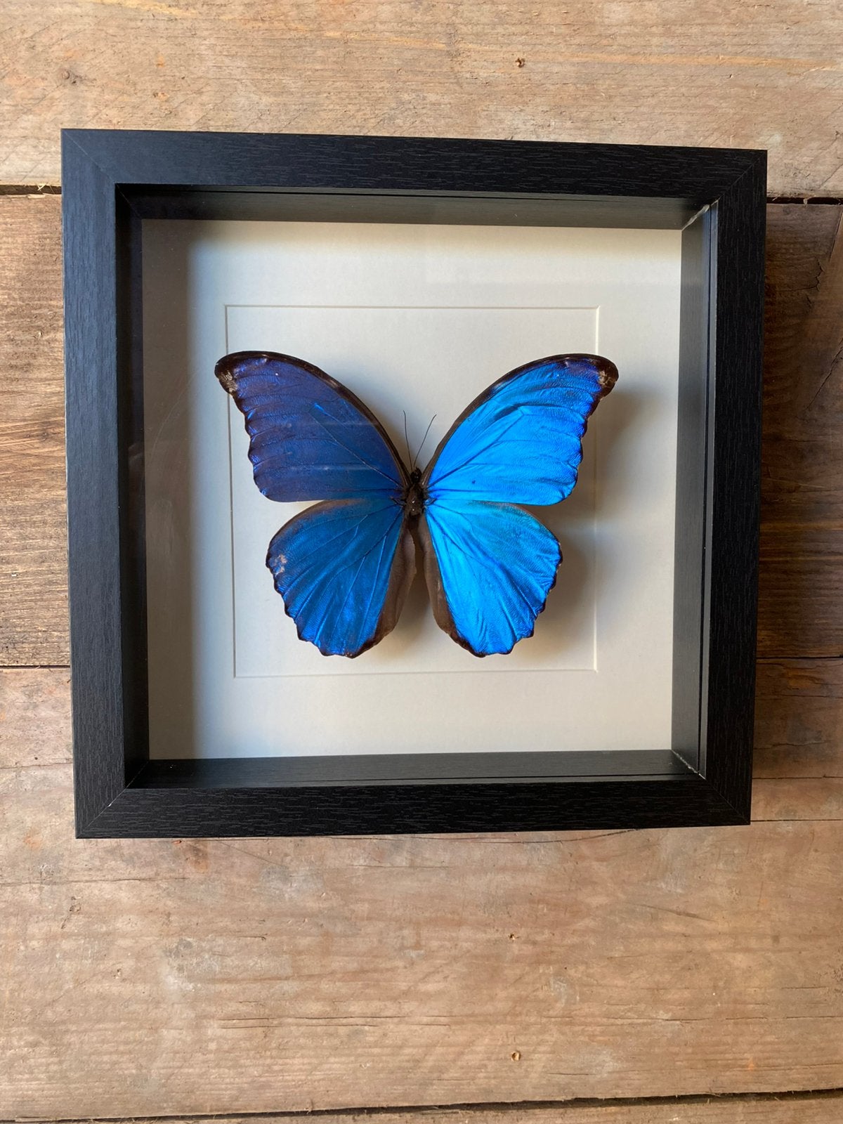 Mooie luxe lijst met een Morpho Didius vlinder, Ophalen of Verzenden, Nieuw, Insect, Opgezet dier