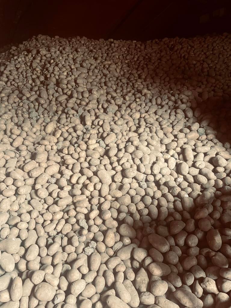 Voer aardappels, Dieren en Toebehoren, Dierenvoeding, Ophalen, Vee