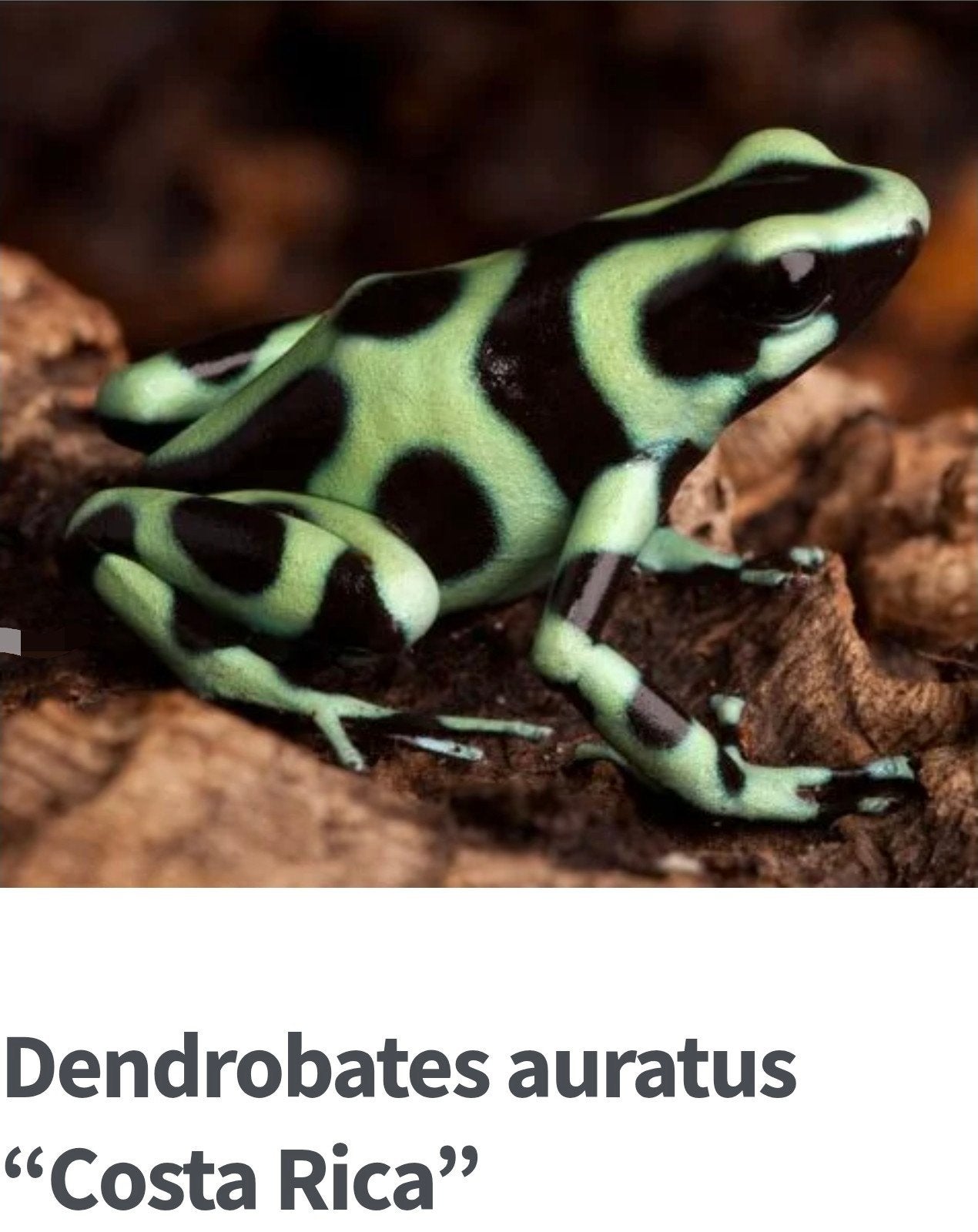 DENDROBATES AURATUS COSTA RICA Frog - male for sale from John Lejeune