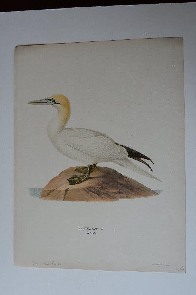 JAN VAN GENT ORIGINIELE VOGEL LITHO "SULS BASSANA" 1929 VG5, Antiek en Kunst, Kunst | Etsen en Gravures, 22 cm, Ophalen of Verzenden