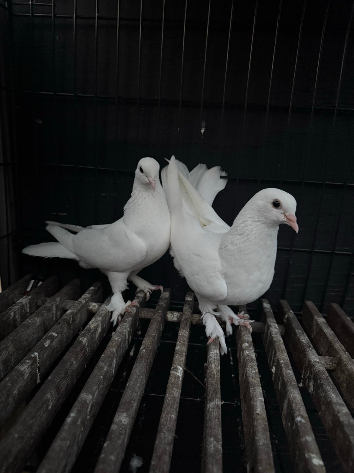 Takla, Dieren en Toebehoren, Meerdere dieren, Overige soorten