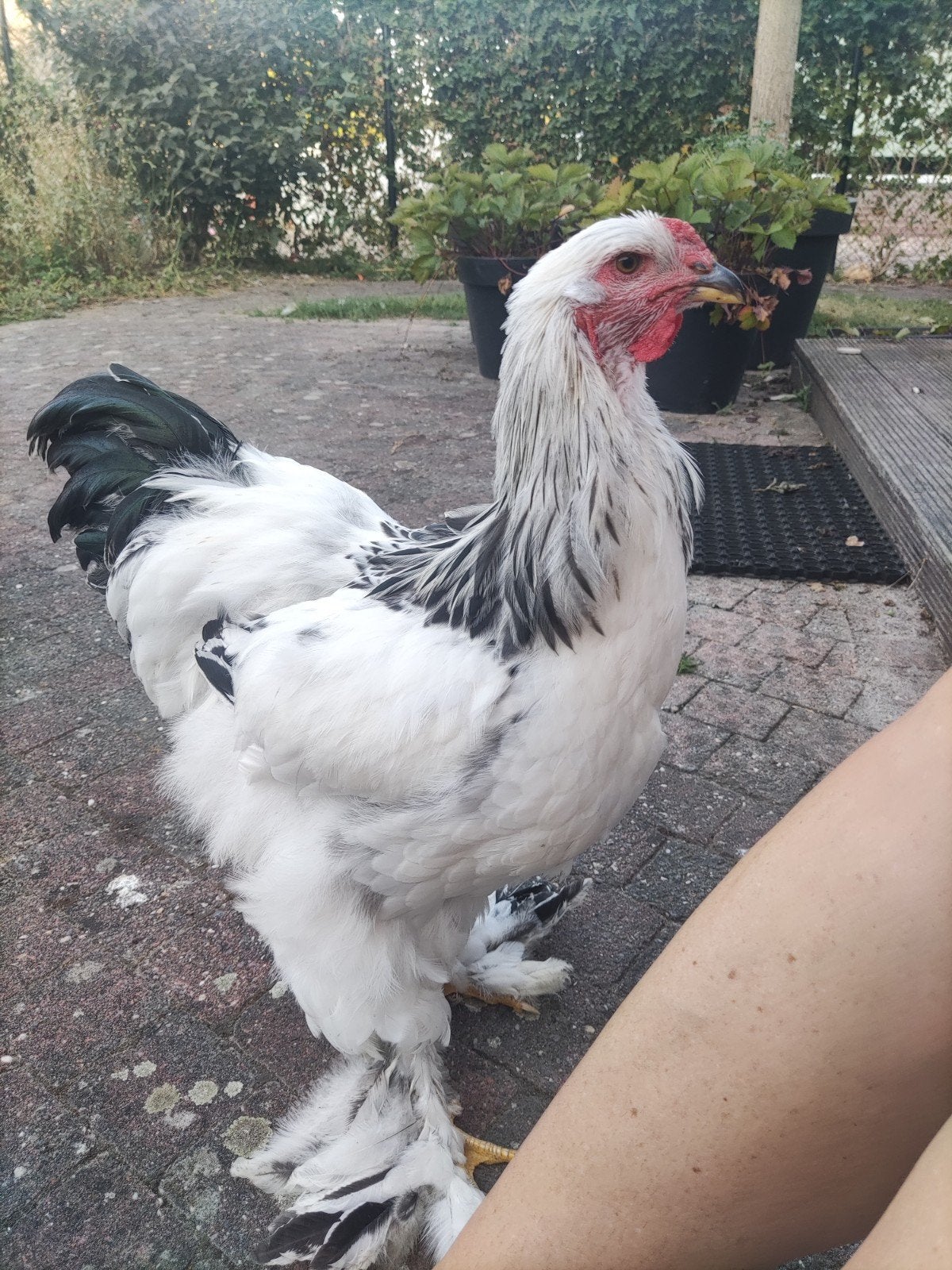 3 Brahma hanen te koop, Dieren en Toebehoren, Mannelijk, Kip