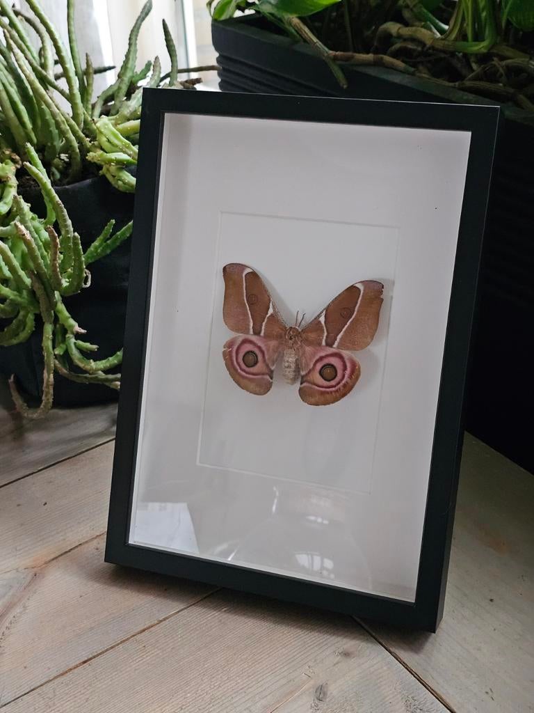 Prachtige vlinder / mot in lijst - Antherina Suraka, Huis en Inrichting, Woonaccessoires | Lijsten, Ophalen of Verzenden, Zo goed als nieuw