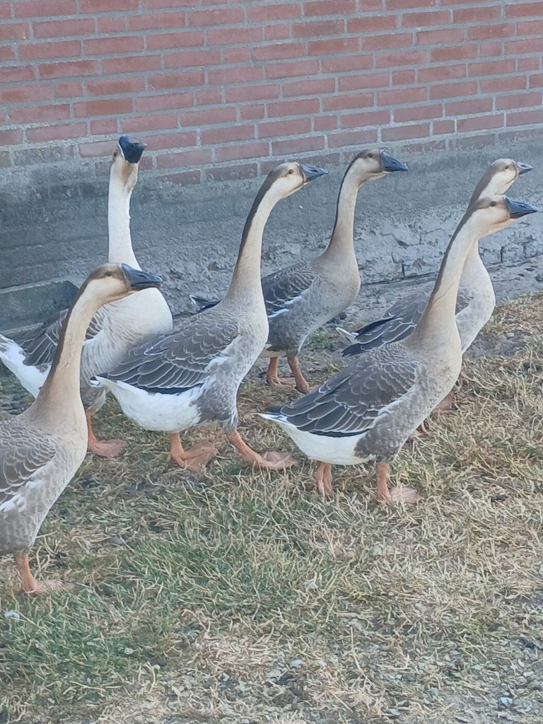 Ganzen, Meerdere dieren, Gans of Zwaan