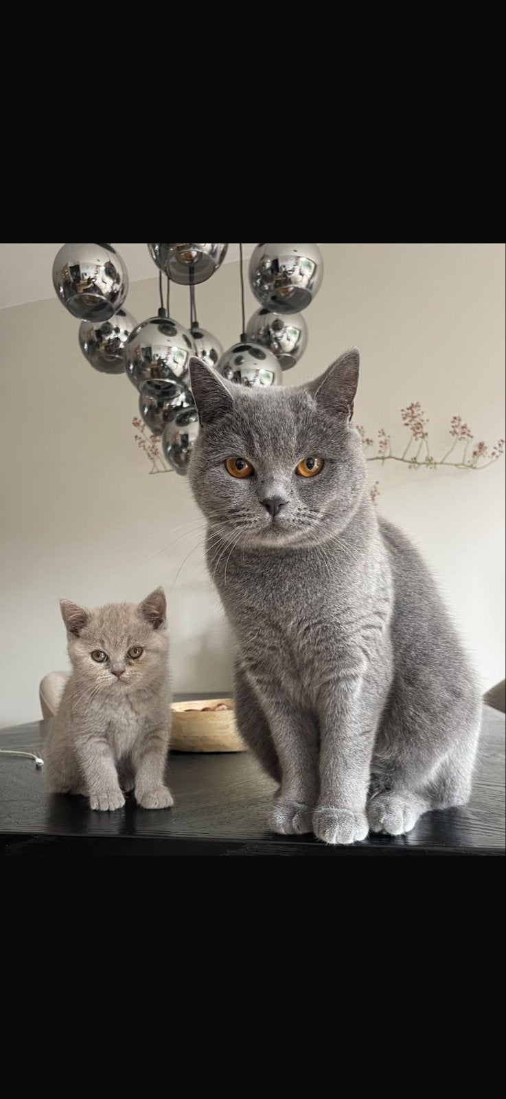 2 super lieve en mooie britse kortharen te koop, Poes