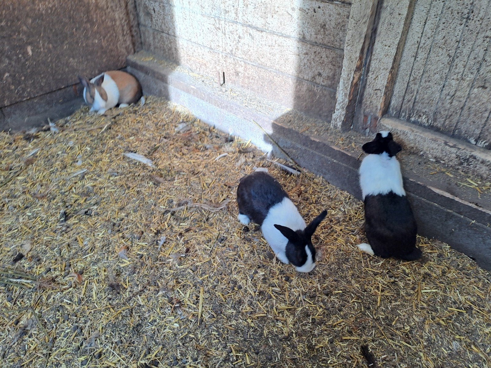 jonge rammelaars, Dieren en Toebehoren, Mannelijk, Middelgroot, 0 tot 2 jaar
