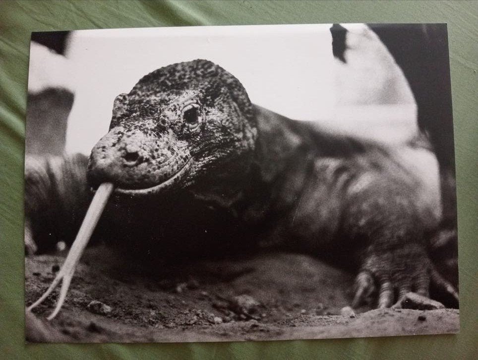 Geert van Kesteren Komodovaraan Blijdorp Rotterdam 1992, Boeken, Verzenden, Gelezen