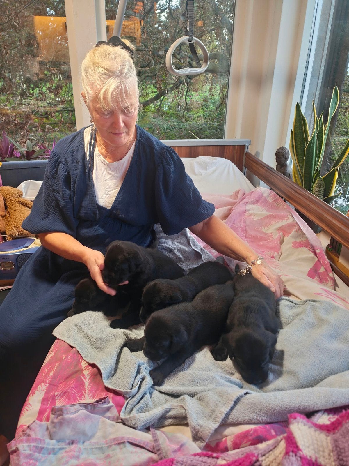 puppies   labrador