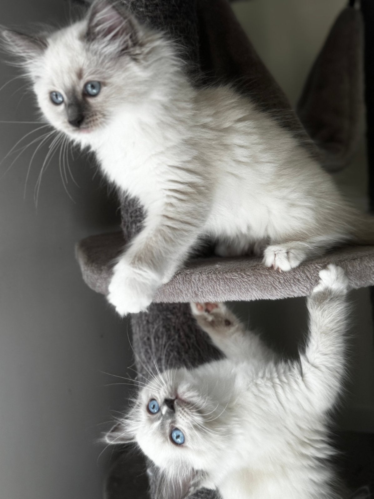 Ragdoll kittens knap geweldig kakrakter mogen verhuizen, Meerdere dieren, Met stamboom