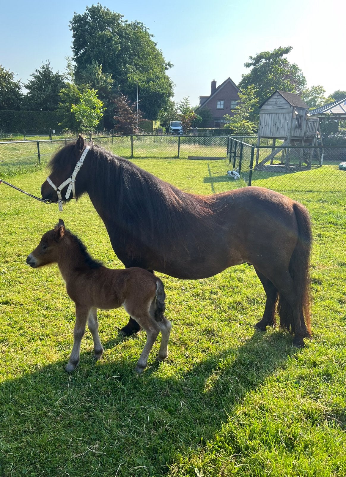 Merrie met veulen., Merrie